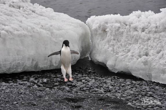 Pinguim adelie demonstra habilidade ao saltar de bloco de gelo na praia de Brown Bluff, na Antártida